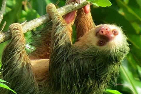 Tour di osservazione della fauna selvatica a La Fortuna, Costa Rica