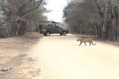 Excursion guidée privée dans le parc national Kruger