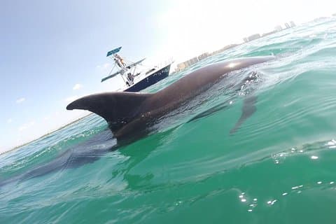 Wild Dolphin Encounter i Puerto Vallarta