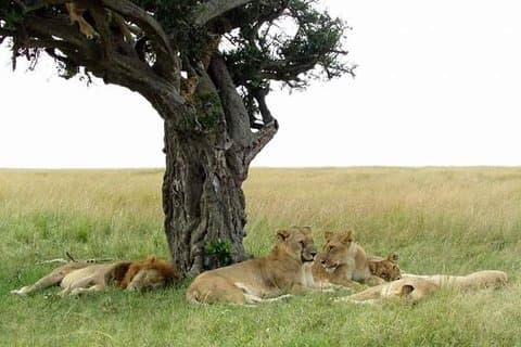 6 - Day Masai Mara, Nakuru & Amboseli Camping Safari au départ de Nairobi