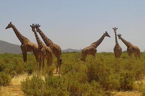 5 - Tag Masai Mara, Lake Nakuru & Naivasha Budget Camping Safari