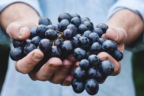 Athens Private Wine Tasting Tour - Dionysian Druer