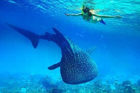 Whale Shark & Tumalog Falls & Sumilon Sandbar & Pescador Island met Sardines