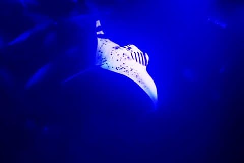 Manta Ray Night Snorkel i Kona