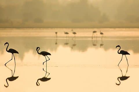 Donana Nationalpark & Matalascanas Führung ab Sevilla