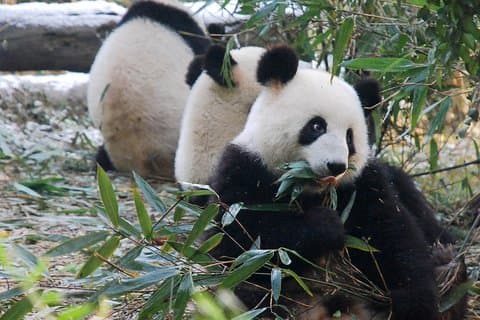 Giant Panda und Buddha 1 Tagestour