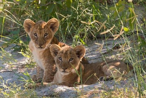 4 días Victoria Falls Zimbabwe con el Parque Nacional Chobe Safari Botswana y Livingstone Zambia