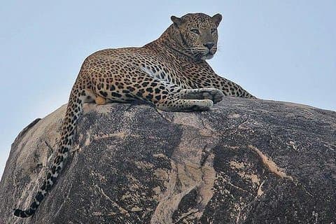 Narlai Leopard Safari og Village Walk