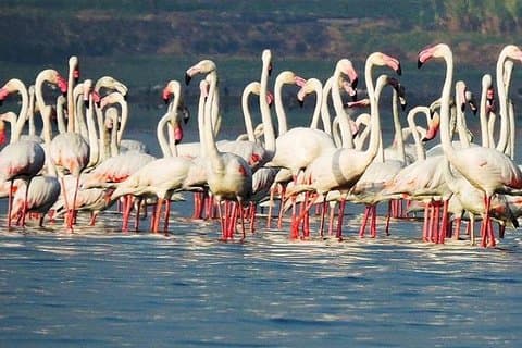 Tour di bird watching a Bhandup, Mumbai con brunch