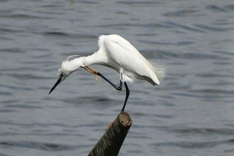 Vogels kijken Tour in Bhandup, Mumbai