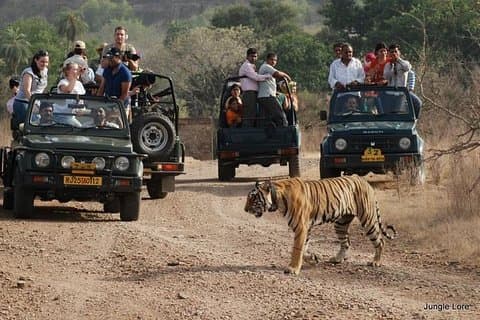 En två nätters Ranthambore National Park från Jaipur med privat transfer