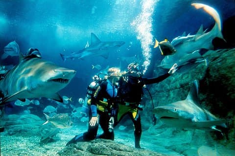 Plongée avec les requins à l'Aquarium SEA LIFE de Melbourne