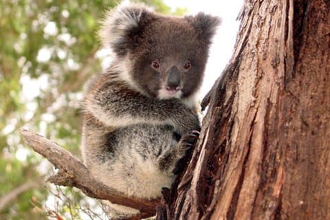 Kangaroo Island Luxury Small Group 'Island Life' Full Day Tour
