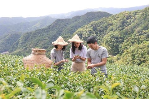 Privat 1-dagers te-opplevelse i Taipei
