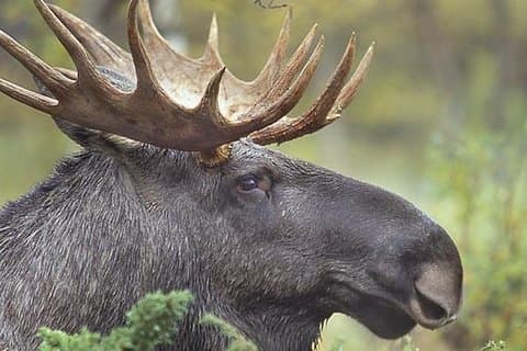 Abendliche Wildlife Safari ab Stockholm