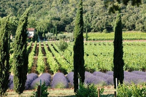 Tour enologico di mezza giornata a Côteaux Aix da Aix en Provence