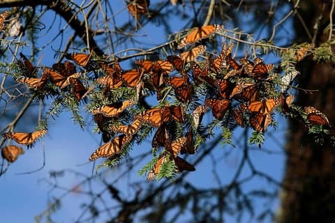 Monarch Butterfly Sanctuary Day Trip från Mexico City