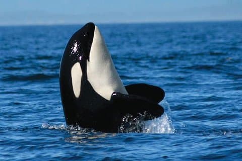 Vancouver Whale Watch Tour med Guide