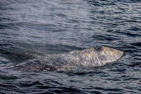 3-Hour Whale Watching Tour from Monterey