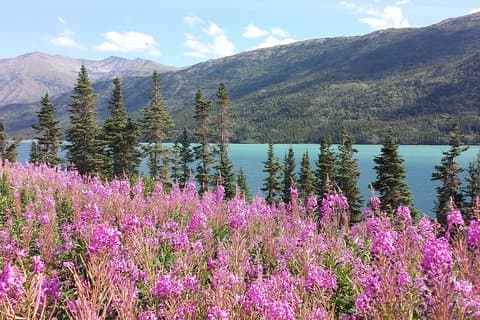 Skagway Shore Excursion: Half-Day Tour to the Yukon Border and Suspension Bridge