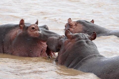 St Lucia, Isimangaliso våtmark park 1 dagstur fra Durban