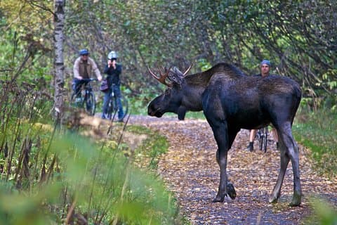 Tony Knowles Coastal Trail Scenic Bike Tour - MOST POPULAR