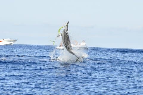 Shared Dolphin Encounter in Mauritius