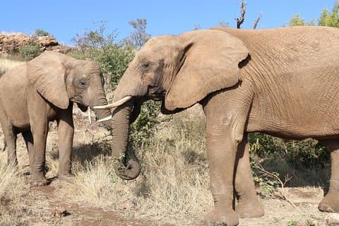 Elephant Experience & Lesedi Cultural Village