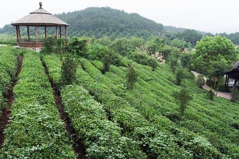 Excursão Privada de 4 Dias em Hangzhou: Plantação de Chá no Lago Oeste e Longjing