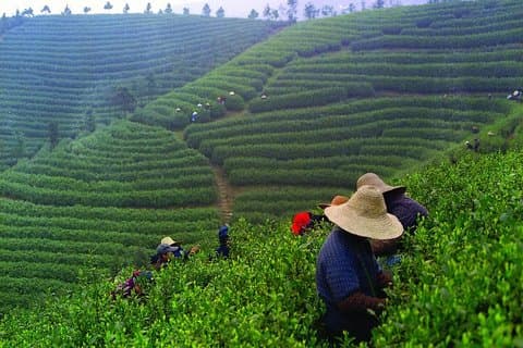 Erleben Sie Chengdu: Private Tagestour zur Teezubereitung auf der Mengdingshan-Teeplantage