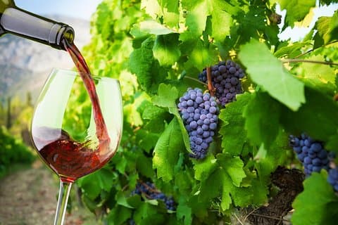 Privat tur: Ston og Peljesac Peninsula Day Trip med vinsmagning