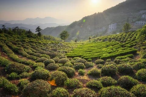 Tour privato della piantagione di tè di Hangzhou da Shanghai