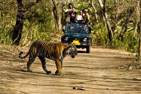 Khajuraho Day Tour: Jungle Safari at Panna National Park and Western and Eastern Temple