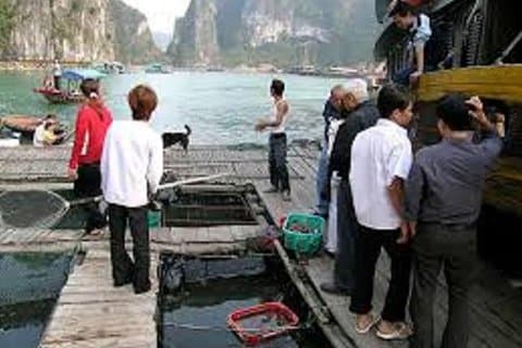 Cat Ba Cooking Class Go to Market with Seafood from Cat Ba Town