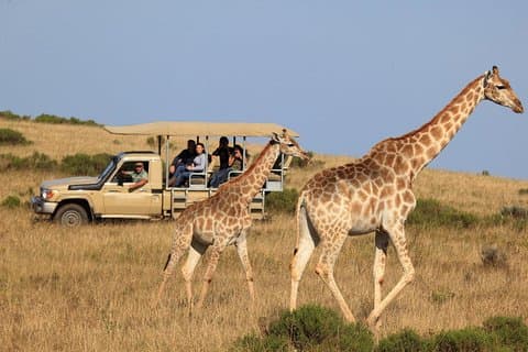 Ruta de Jardín de 3 Días con Safari desde Ciudad del Cabo