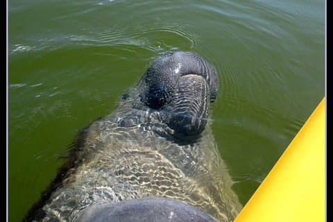 Pequeno grupo de barco, caiaque e caminhada guiada Eco Tour Everglades