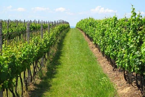 Montevideo Weintour mit Verkostung und Mittagessen