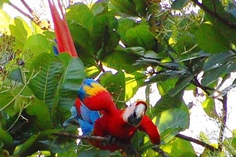 Escursione privata a Puntarenas: escursioni nel parco nazionale di Carara