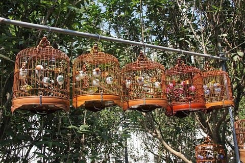 Excursion privée de 6 heures à Pékin : marché aux fleurs et marché aux poissons, marché aux antiquités de Panjiayuan et 798 Art Zone