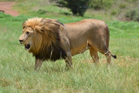 Rhino & Lion Park aus Johannesburg