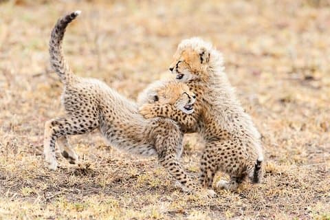 De Wildt Endangered Wildlife Center