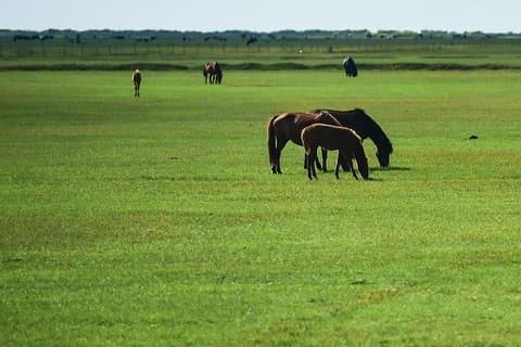 3-Day Mongol Empire Capital of Xanadu Tour da Pechino