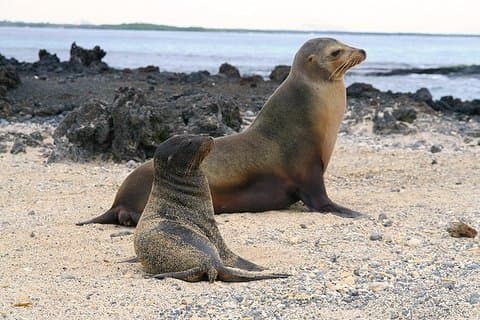 Galapagos tutto compreso per 5 giorni: Isabela e l'isola di Santa Cruz