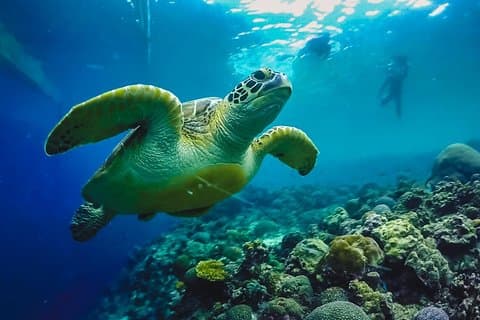 Cebu: Moalboal Sardines, Turtle Snorkeling & Kawasan Canyoneering