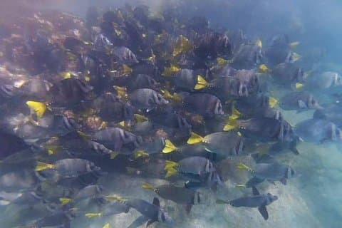 Marietasøerne Eco Discovery Snorkel Adventure