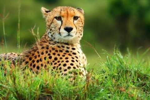 Kruger National Park Overnatning Guided Safari Tour fra Johannesburg
