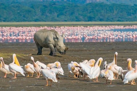 Lake Nakuru National Park: Day Trip from Nairobi