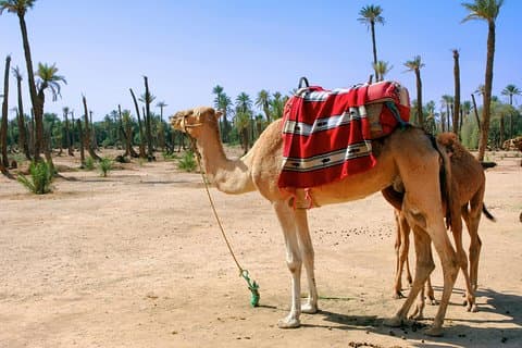 Kamelridning i 1,5 time for lille gruppe til Palm Grove fra Marrakech
