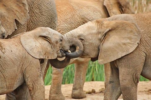 Addo Elephant National Park Tour - Ganzer Tag der Wildlife Wonders