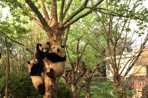 Chengdu hoogtepunten Private Day Tour